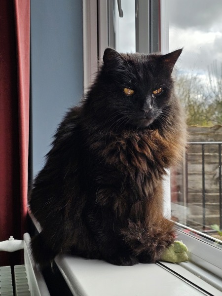 Do I want a cat??