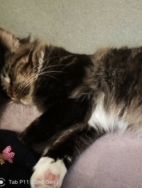 Do I want a cat??