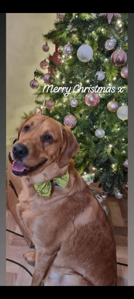 What does your Labrador weigh?