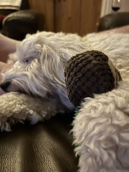 Dog appreciation post