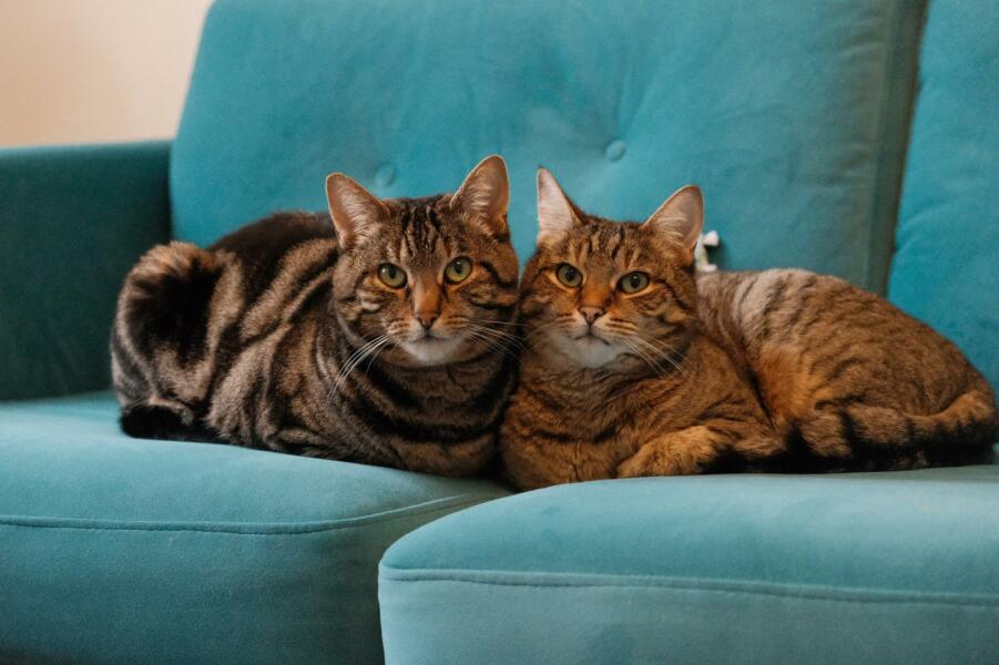 Do I want a cat??