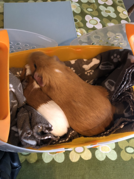Shit... 99% sure Guinea Pig is pregnant
