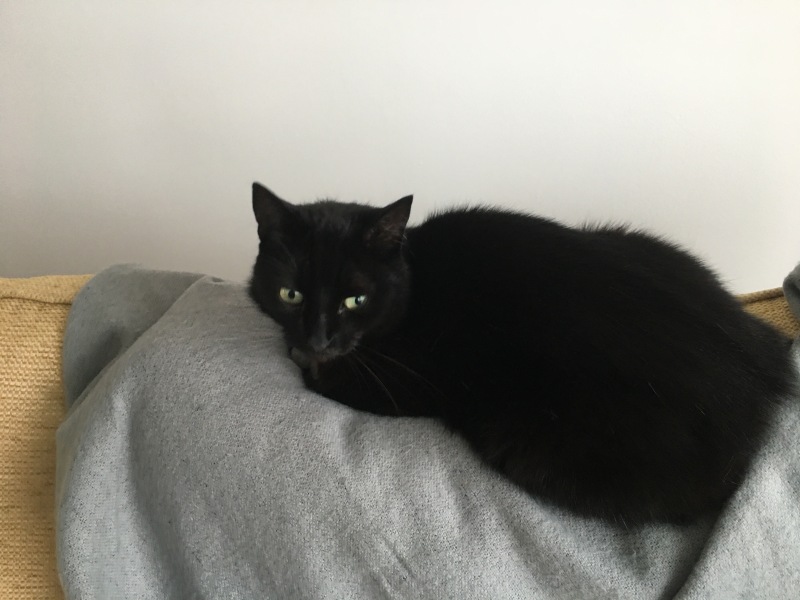 What is the evolution of your cat’s nicknames?