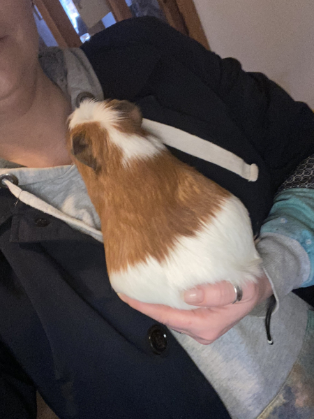 Shit... 99% sure Guinea Pig is pregnant