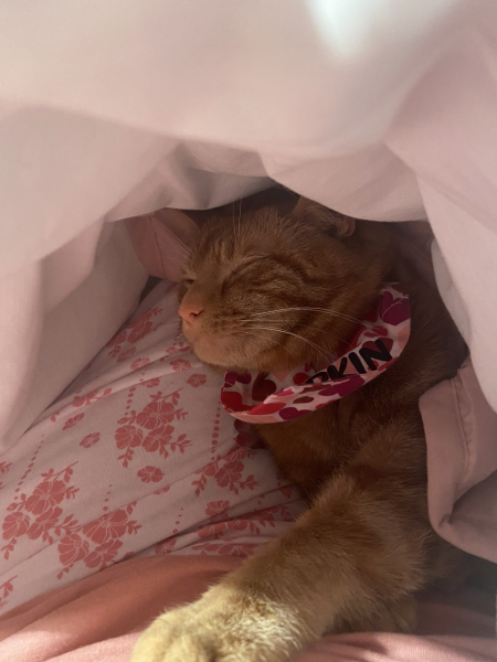 Does anyone look at their cat and think...