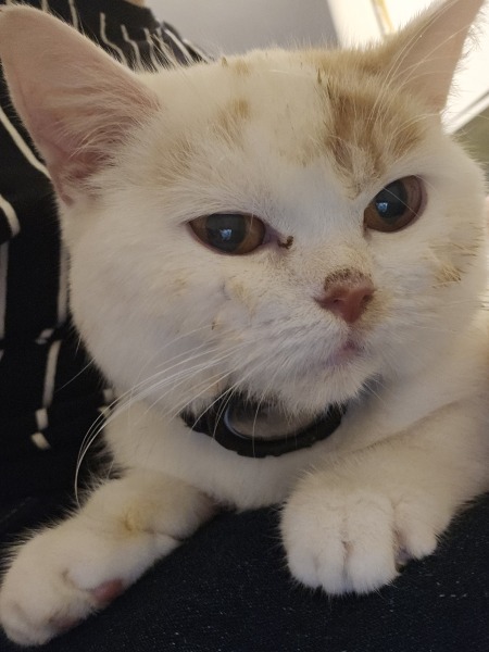Advice needed for situation with poorly cat