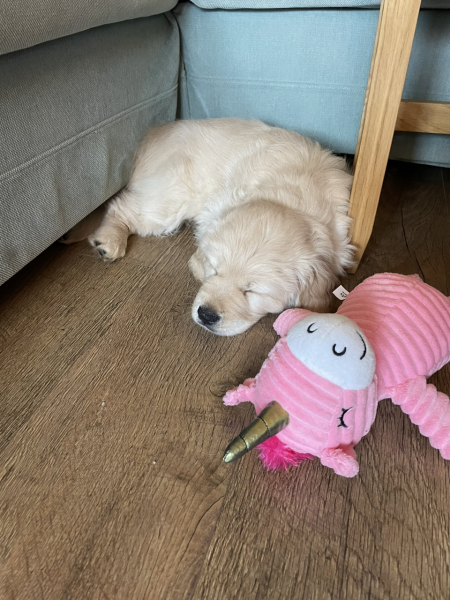 What do I need to know about getting a golden retriever?