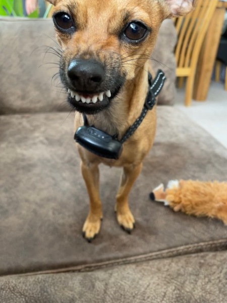 Dog appreciation post