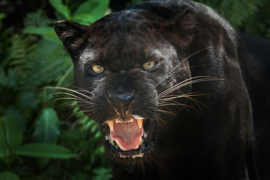 Daughter scared of new cat?