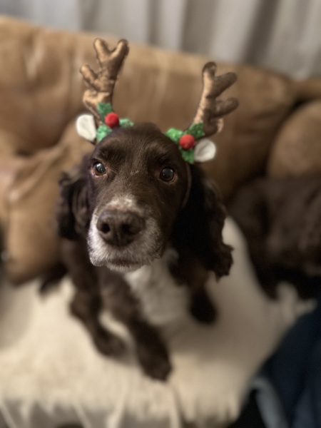Dog appreciation post