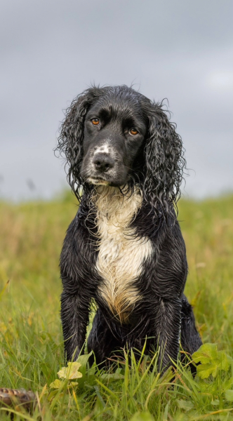 Teen dog thread