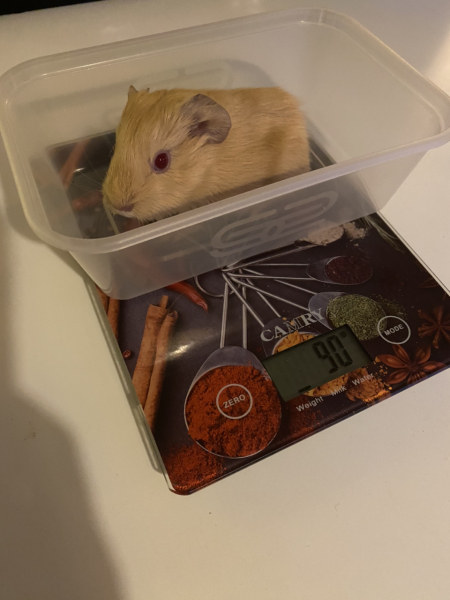 Shit... 99% sure Guinea Pig is pregnant