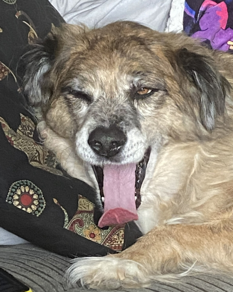 Dog appreciation post