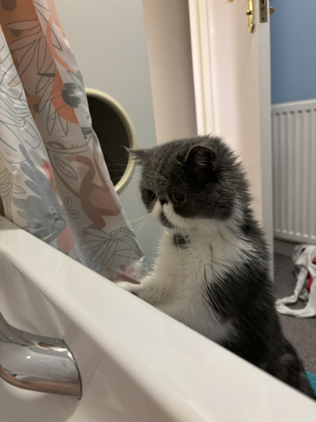 Is anyone else’s cat quite concerned when their owner goes for a bath?