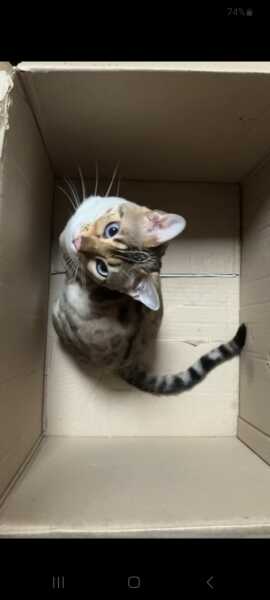 Tales and Tails and NMCs  -  the Excellent Cats March On