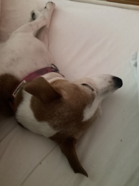 Would you count Jack Russells as being "yappy" compared to most other dogs?