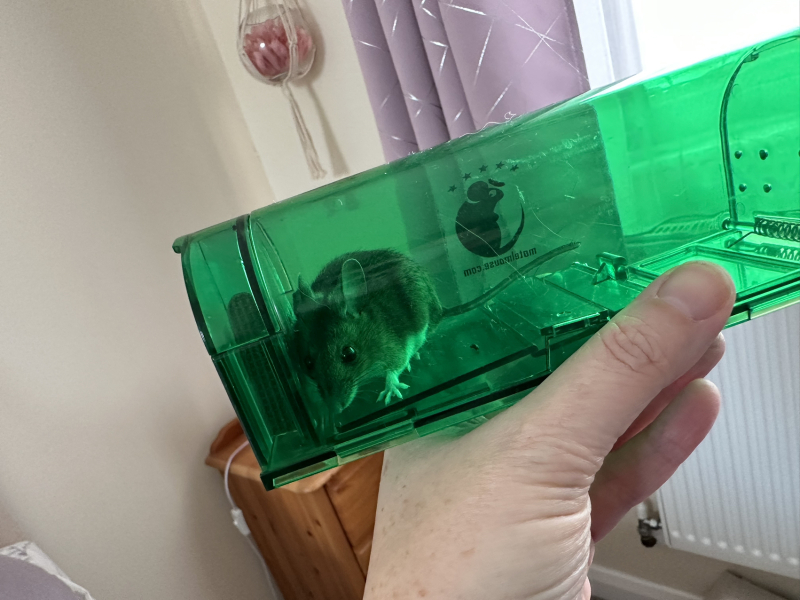 Help me get rid of those cheeky mouse!