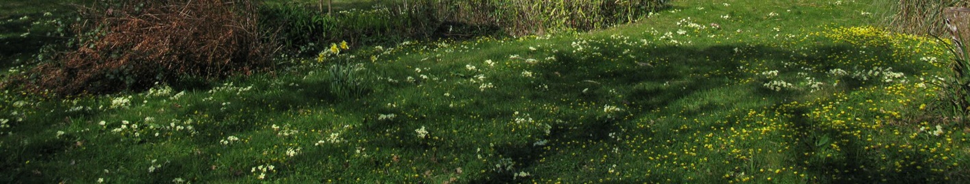 Anyone planted daisies in their lawn?