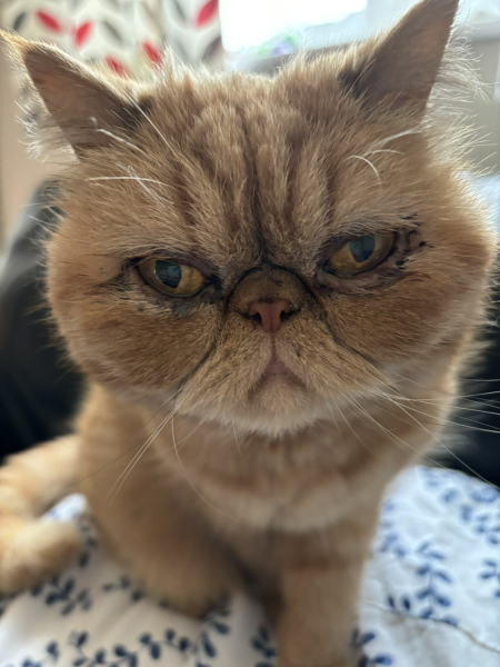 How much does your BSH weigh?