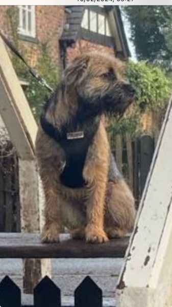 Puppy Survival Thread - for old and new pups heading into winter