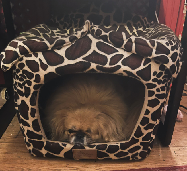 Dog appreciation post