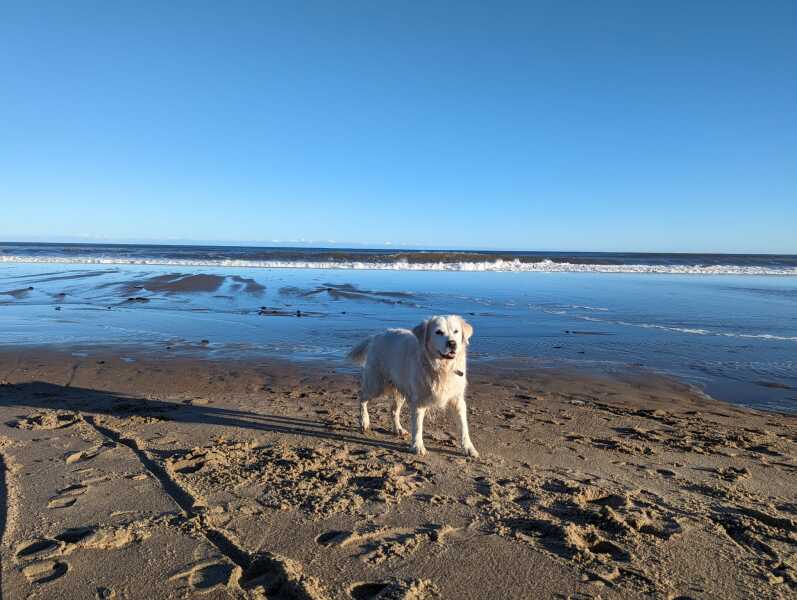 What do I need to know about getting a golden retriever?