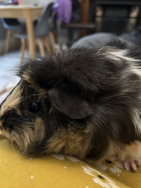 Shit... 99% sure Guinea Pig is pregnant