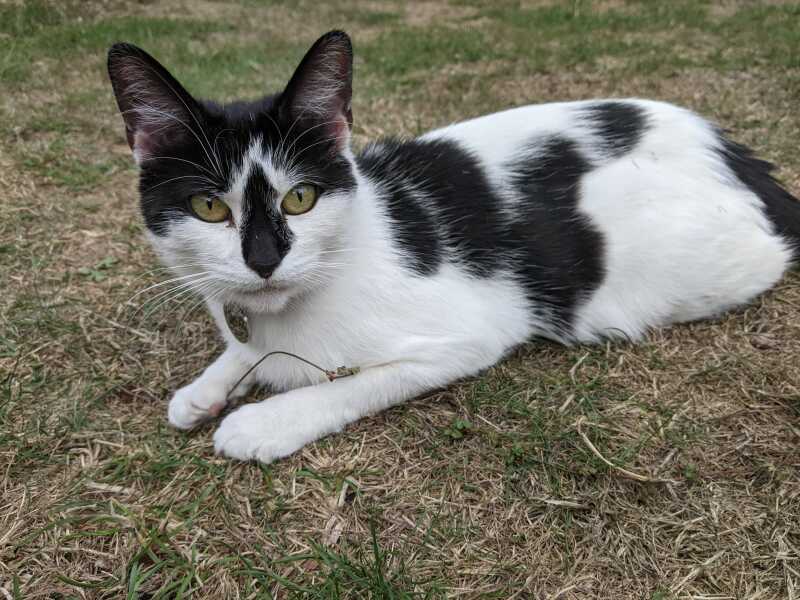 Itchy cat and eosinophilic plaque