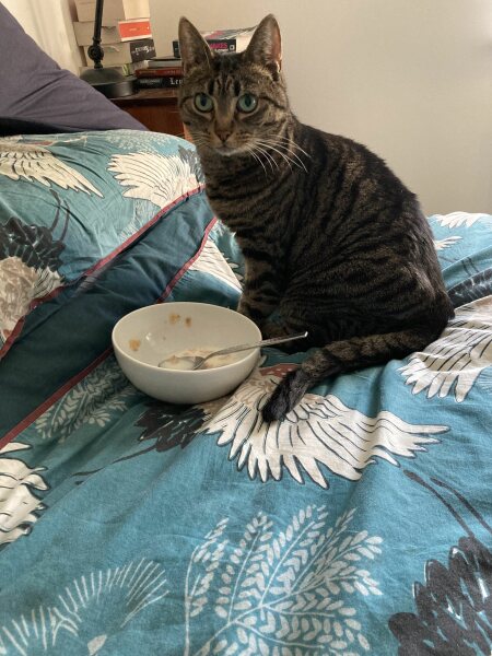 How on earth do I get this cat into a carrier