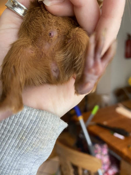 Shit... 99% sure Guinea Pig is pregnant