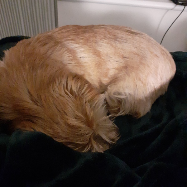 Dog appreciation post