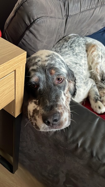 Teen dog thread