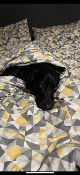 Dog appreciation post