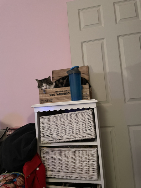 Does anyone look at their cat and think...