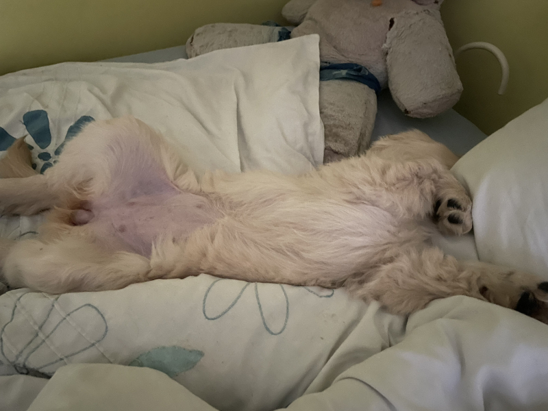 What do I need to know about getting a golden retriever?