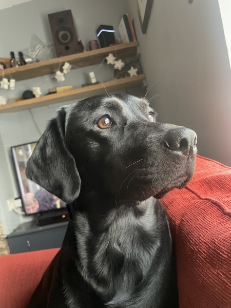 What dog breed would you suggest?