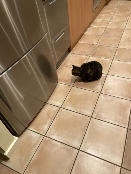 Mouse in the house!