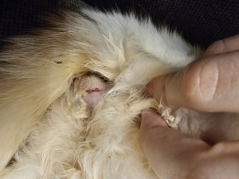 Advice needed for situation with poorly cat