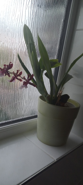 Orchid SOS