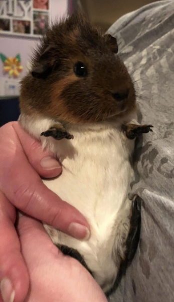 Shit... 99% sure Guinea Pig is pregnant