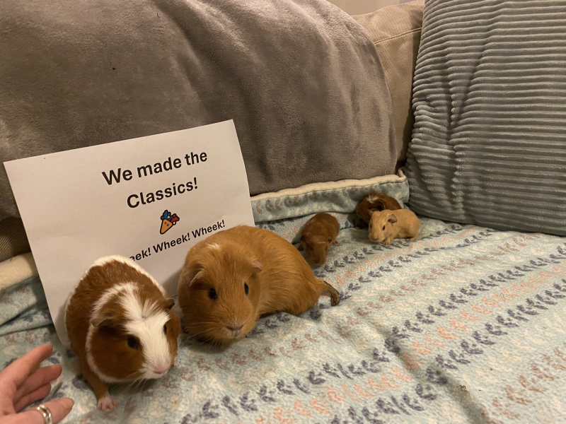 Shit... 99% sure Guinea Pig is pregnant