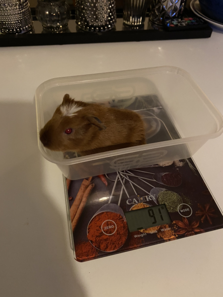 Shit... 99% sure Guinea Pig is pregnant