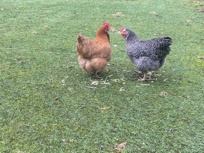 Complete novice needing advice