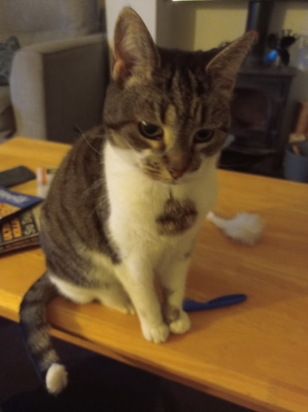 Does anyone look at their cat and think...