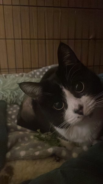 Cat on crate rest