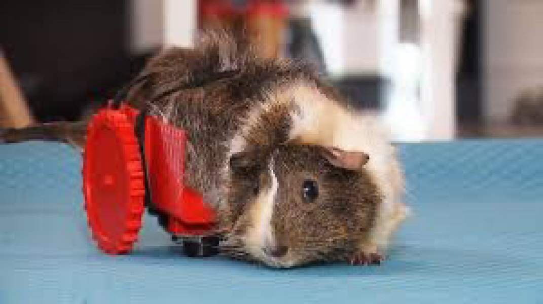 Shit... 99% sure Guinea Pig is pregnant