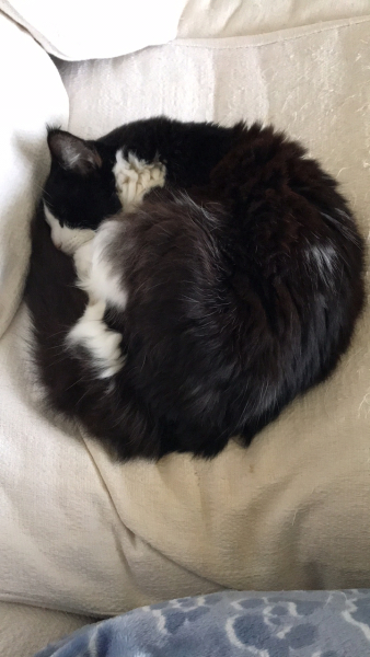 What is the evolution of your cat’s nicknames?