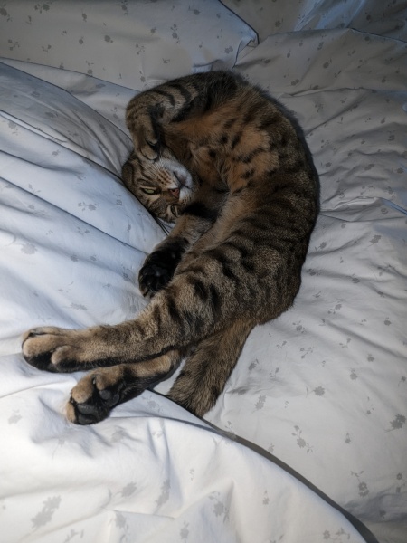 If you have a cat, how much time do they spend sleeping/relaxing?