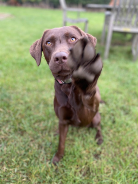 What does your Labrador weigh?