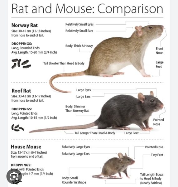 Rat or mouse? Pic included.